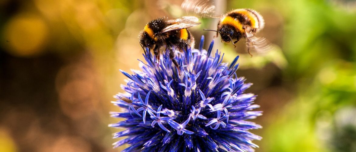 Пчела, оса и шмель: отличия и интересные факты. Сообщение для 2 класса по окружающему миру.
