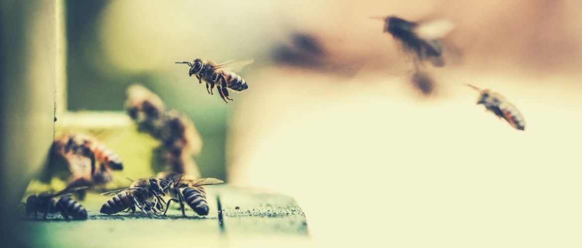 Как приготовить канди для пчел: рецепты и пропорции подкормки