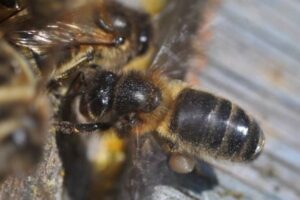 Среднерусская порода пчёл