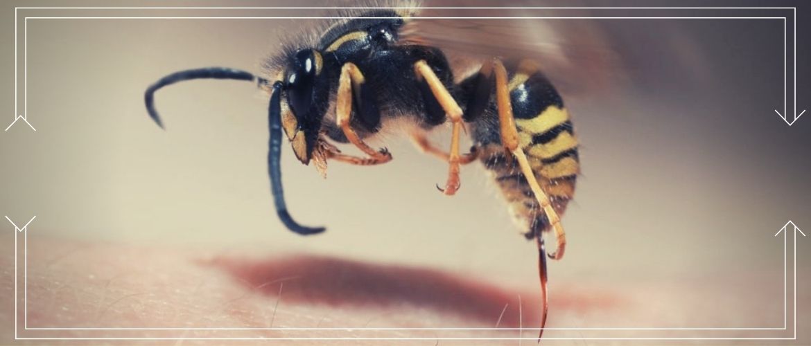 Отличия жала пчелы и осы: остается ли жало после укуса в ране